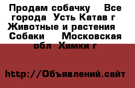 Продам собачку  - Все города, Усть-Катав г. Животные и растения » Собаки   . Московская обл.,Химки г.